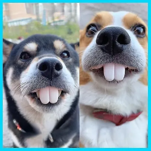 Meme chó gắt trêu kiểu méo mặt khó đỡ.
