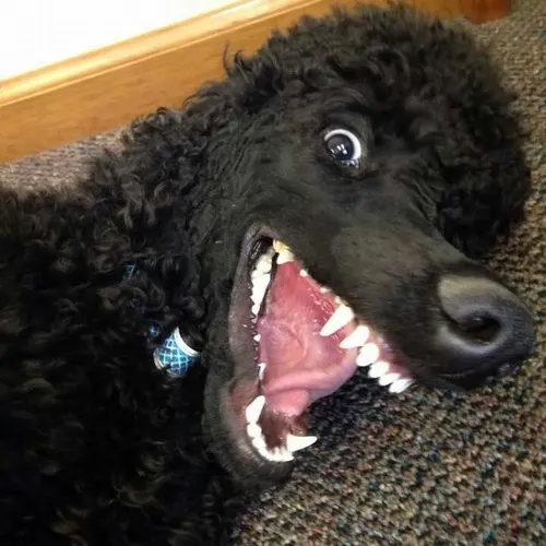 Meme chó gầm gừ cute khiến ai cũng bật cười.