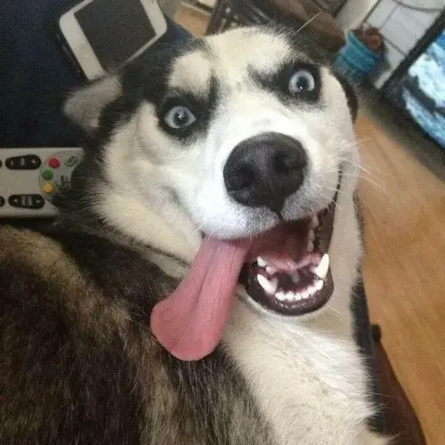 Meme Husky ngáo nhe răng phản ứng phòng thủ kiểu buồn cười.