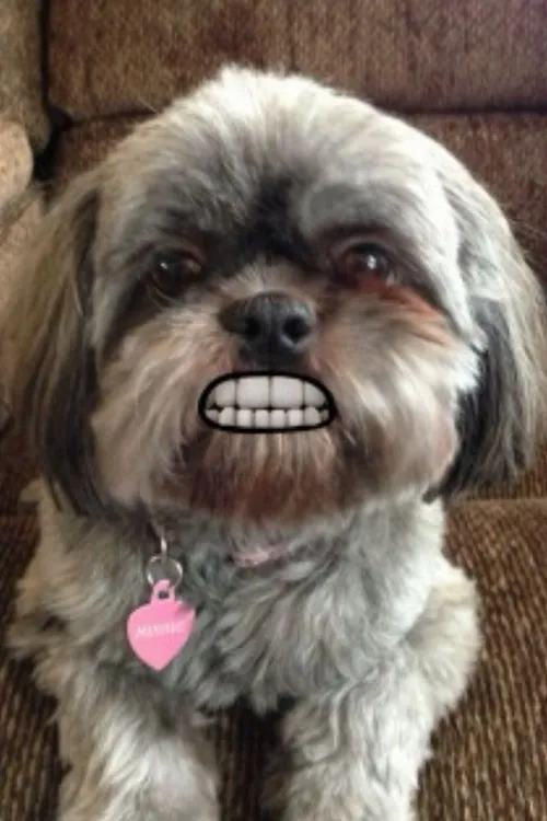 Ảnh chó nhe nanh gây cười bằng dáng đầu chồm.