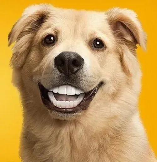 Ảnh chó mặt méo mang vibe hổ báo giấy.