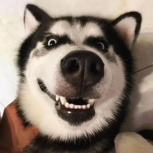 Meme chó nhe răng phóng đại nét mặt cho vui.