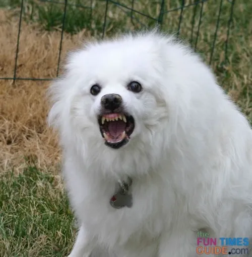 Meme chó dữ mà vui nhờ nét mặt cực lố.