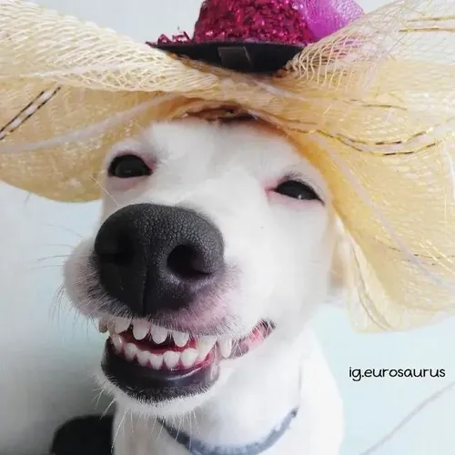 Hình nhe răng tạo cảm giác căng mà vui bất ngờ.