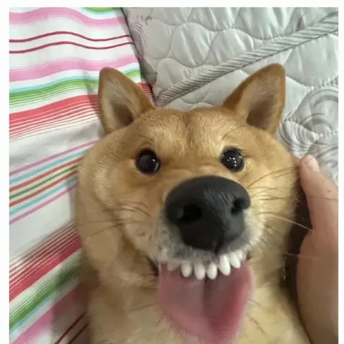 Chó gắt gỏng nhưng ánh mắt vẫn đáng yêu lạ.