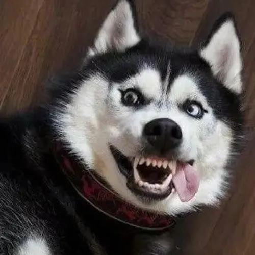 Hình troll chó nhe răng pha biểu cảm căng hài.