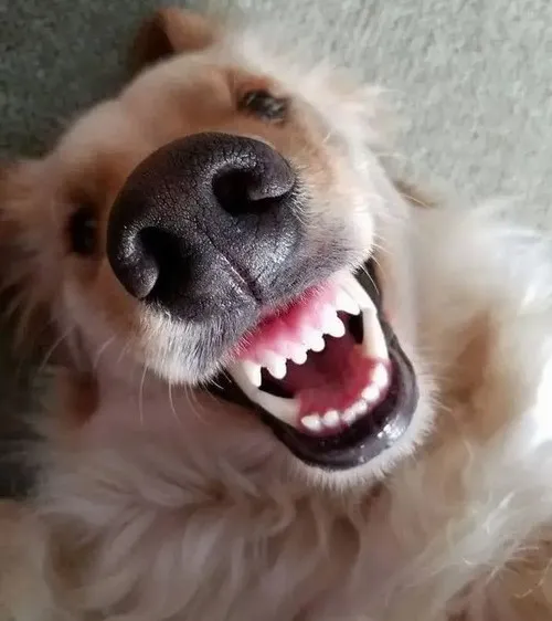 Ảnh chế chó nhìn căng thẳng nhưng biểu cảm quá hài.