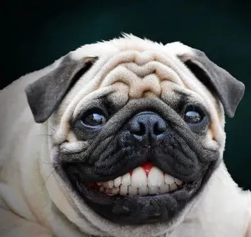 Chó Pug nhe nanh méo mặt nhìn dữ mà không đáng sợ.