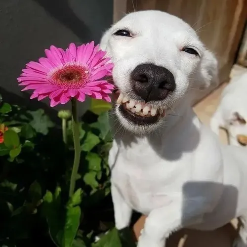 Ảnh chó nhe răng kết hợp môi kéo ngược hài hước.