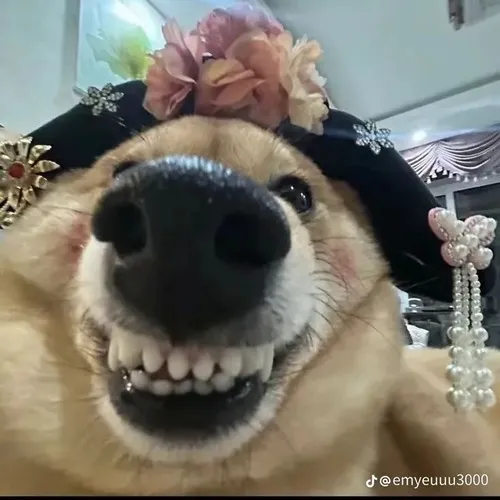 Chó nhe răng hài nhờ biểu cảm căng mà đáng yêu.