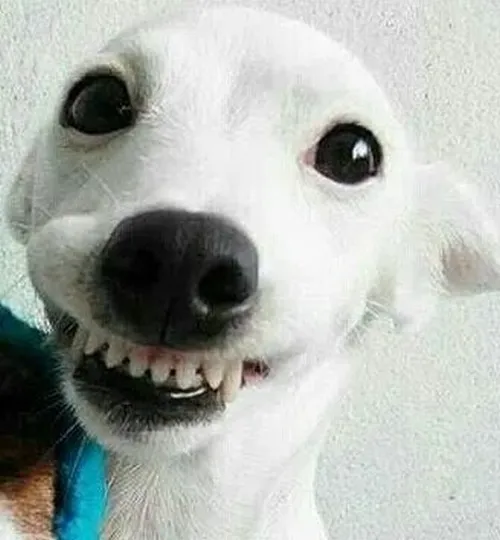 Meme chó nanh ló khiến câu chuyện thêm mặn.