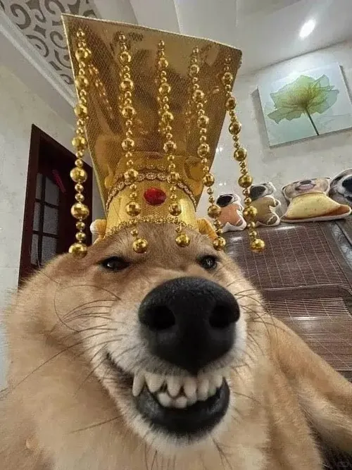 Meme chó mặt gắt với nanh ló tạo nét hài.