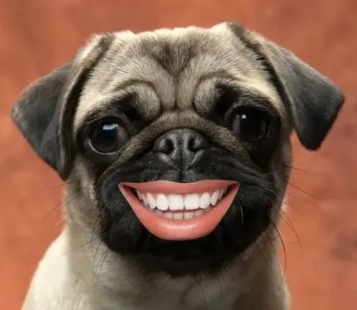 Chó nhe răng nhìn nghiêm trọng nhưng đáng yêu lạ đời.