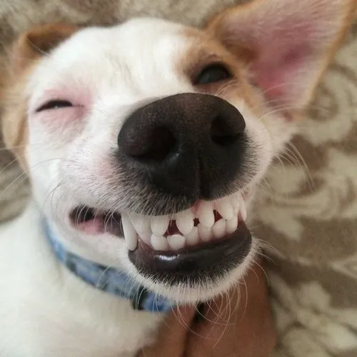 Meme chó căng mặt phù hợp đáp lại cà khịa.