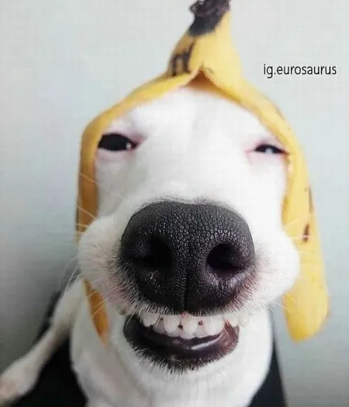 Ảnh chế chó căng gương mặt nhìn sợ mà buồn cười.