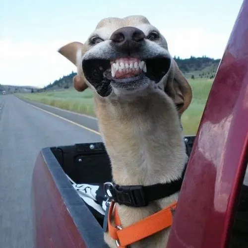 Meme chó Corgi trợn tròn mắt tạo khoảnh khắc gắt vui.