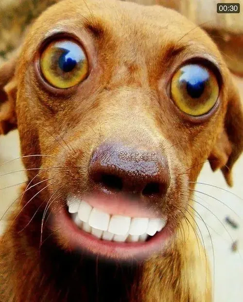 Hình chó trợn mắt nhe răng kiểu hổ báo giấy.