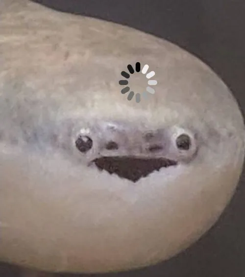 Ảnh hài cá rô phi tròn mắt giật mình trước ánh đèn