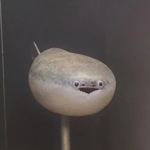 Meme chế cá rô phi liếc nhẹ đầy thái độ chán đời