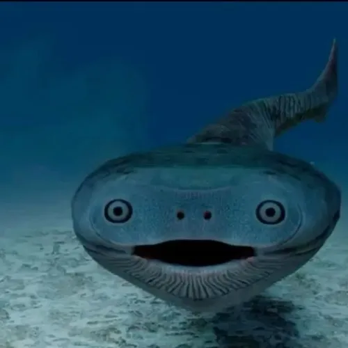 Hình troll cá rô phi chu môi thở dài đầy chán nản