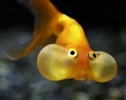 Ảnh chế cá chép lượn nhẹ tỏ thái độ hết cứu nổi