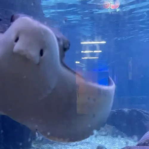 Meme cá đuối rẽ sóng mạnh như đang dồn nén cảm xúc