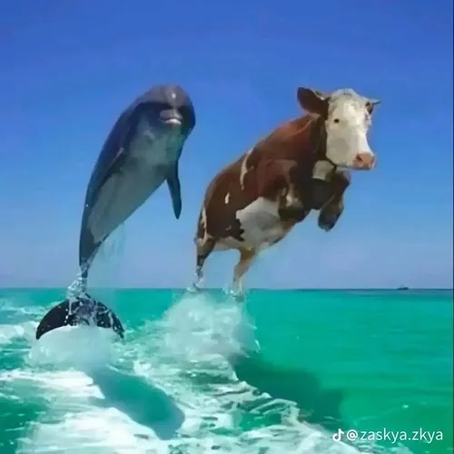 Khoảnh khắc cá heo bật vẩy đầy kinh ngạc thật buồn cười