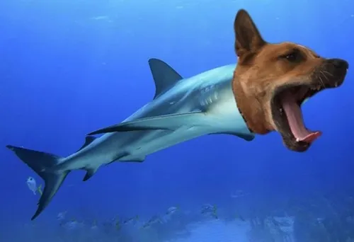 Meme hài cá heo bật nhẹ tạo sóng ngầu như thách thức