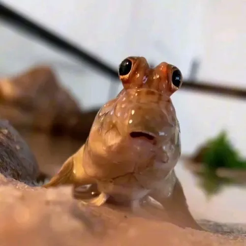 Ảnh vui cá bống mỉm cười nhây bựa bên rong xanh