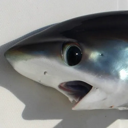 Ảnh hài cá rô nghiêng đầu cười đểu rồi lặn xuống