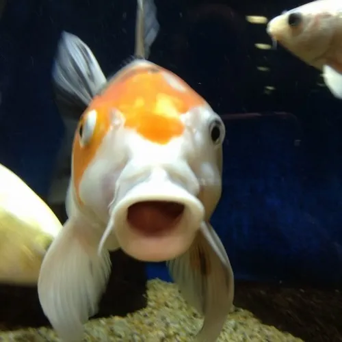 Hình meme hài cá chép ngậm nước mắt vì tủi thân