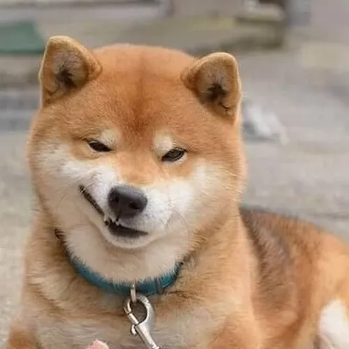 Ảnh đại diện Tiktok mô tả tai chó thuộc khuôn mặt với sắc vàng nổi bật.