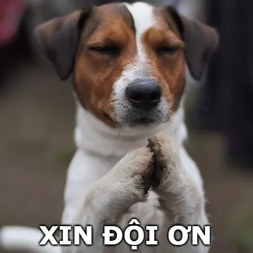 Ảnh troll chú chó mang ơn gắn kết mạch cảm xúc nuôi dưỡng.