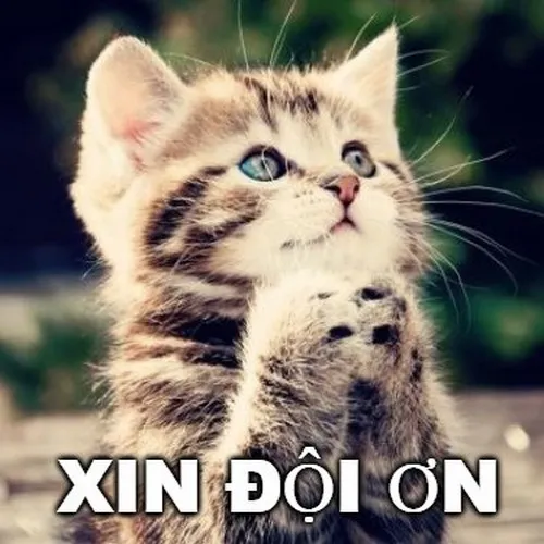 Meme mèo đội ơn tạo tiếng cười trong chat hằng ngày