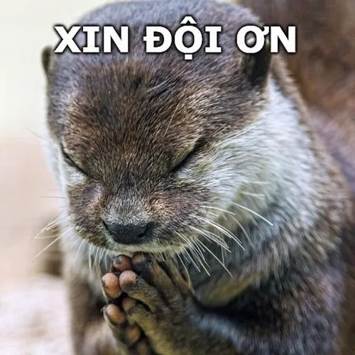 Ảnh meme rái cá đội ơn dùng khi muốn cảm tạ mà ngại nói