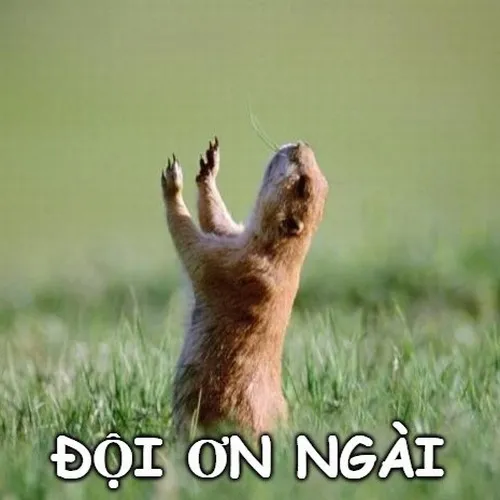 Hình chế meme vui ghi ơn làm nổi bật sự tử tế ấm lòng.