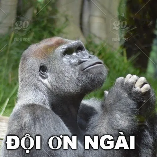 Meme khỉ đột đội ơn hợp mọi tình huống nhỏ nhưng đầy nghĩa tình