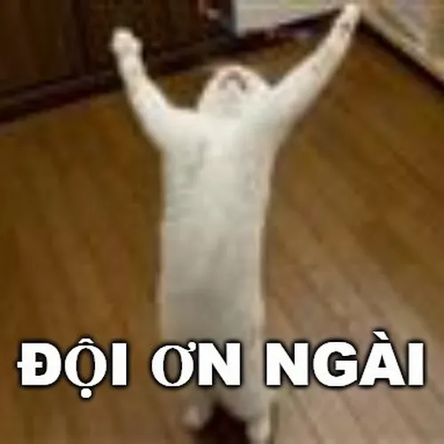 Hình chế meme mèo vui đội ơn tạo thiện cảm mộc mạc.