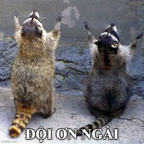 Khoảnh khắc đội ơn tạo vibe thân thiện trong mọi nhóm chat