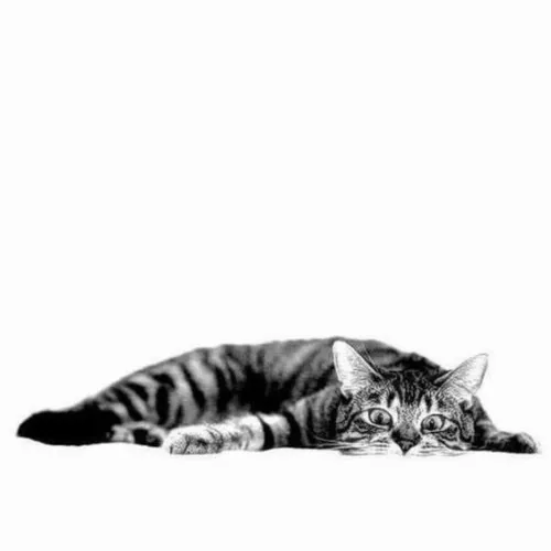 Ảnh mèo gục ngã nói hộ cú sập tinh thần khó gọi tên