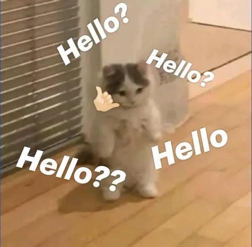 Bộ meme mèo hello lan vibe thân thiện giống lời chào ở cổng trường sáng