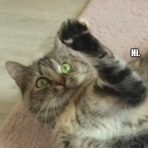 Khoảnh khắc mèo hello mở lòng tạo năng lượng tích cực cho cuộc chuyện phiếm