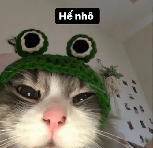 Ảnh chế hello dùng nghiêng đầu nhỏ khiến cuộc trò chuyện thêm mềm