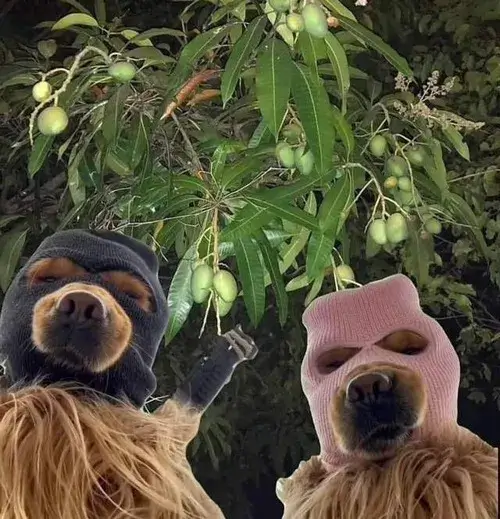 Hình chế meme vui hai nhân vật hòa cùng cái nhìn dò xét nhẹ