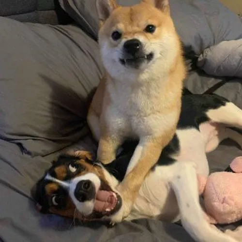 Bộ ảnh hai nhân vật tung hứng hoàn hảo cho tình huống dở khóc dở cười