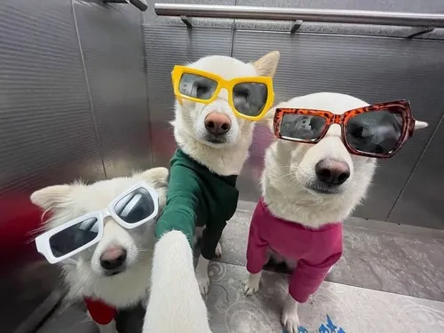 100+ Meme 3 Người hài khi ba gương mặt vô tri cùng tạo nên một “vũ điệu biểu cảm”