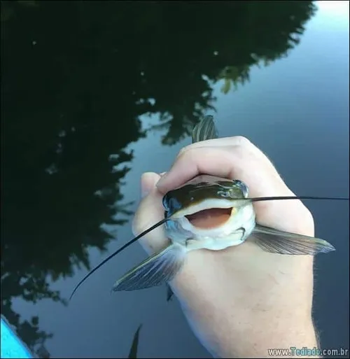 Loạt meme cá trê bật cười mang vibe tươi vui