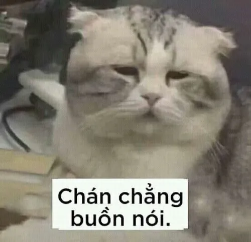 Meme mèo chán chả buồn nói