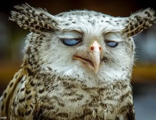 Ảnh chế uể oải gắn với ánh mắt vô hồn và nét mặt đơ.