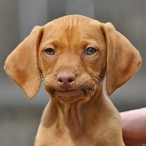 Meme chế chú chó buồn rũ khắc họa dáng ngồi gục giữa văn phòng bí bách.